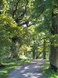 Allee