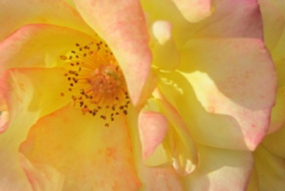 Gelbe Rose